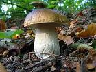gljive i o njima